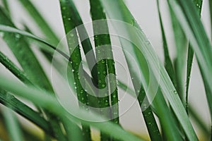 Green grass with drops of water dew in morning light in spring summer outdoors close-up macro, grain added