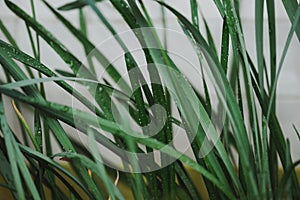 Green grass with drops of water dew in morning light in spring summer outdoors close-up macro, grain added