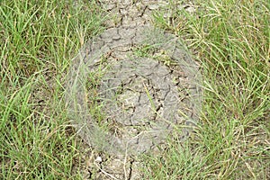 Green grass on dry soil