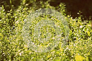 Green grass in early morning covered with water drops. Natural abstract background retro style toned