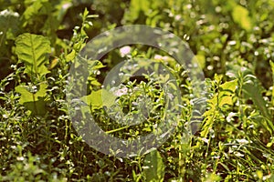Green grass in early morning covered with water drops. Natural abstract background retro style toned