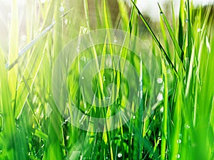 Green grass in the early morning after the rain. Dew drops illuminated by the rays of the sun