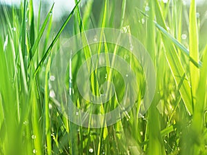 Green grass in the early morning after the rain. Dew drops illuminated by the rays of the sun