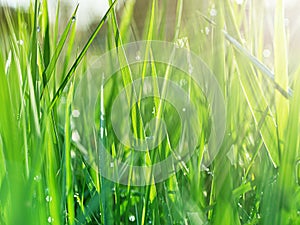 Green grass in the early morning after the rain. Dew drops illuminated by the rays of the sun.