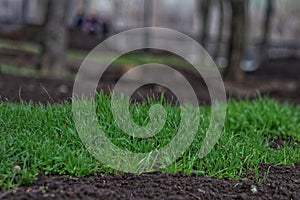 Green grass in early spring