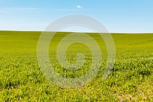 Green grass in early spring grows in a field on a sunny day against a background of blue sky