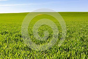 Green grass in early spring grows in a field on a sunny day against a background of blue sky