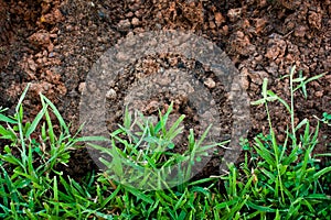 Green grass with earth