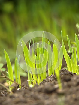 Green grass with earth