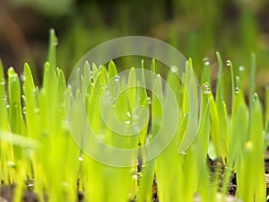 Green grass with earth