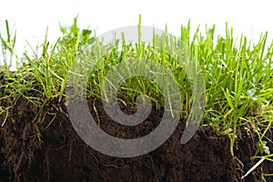 Green grass with earth crosscut