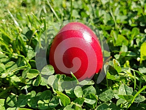 Green grass and an easter red egg