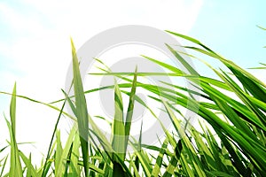 Green grass,environmental protection concept