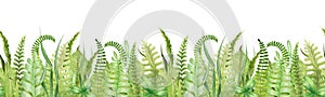 Green grass and fern seamless border. Watercolor hand drawn illustration. Field green lush grass decoration element