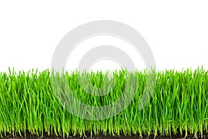 Green Grass with Fertile Soil and Drops Dew