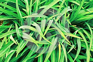 Green grass field background closeup, fresh green leaves texture macro, foliage pattern, flower leaf backdrop, organic plant, herb