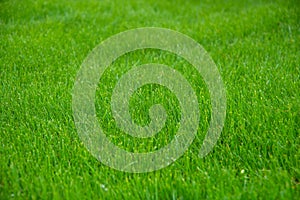 Green grass on  field.  Background image.  Texture