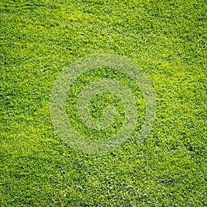 Green grass field background, texture, pattern