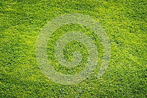 Green grass field background, texture, pattern