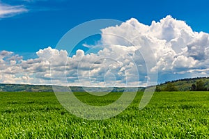 Green grass field blue cloudy sky horizon background