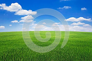 green grass field with blue sky ad white cloud. nature landscape background