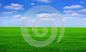 green grass field with blue sky ad white cloud. nature landscape background