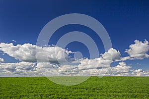 Green grass field and blue sky with clouds. Ideal background in the concept of ECOLOGY and NATURE