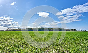 Green grass field and blue sky