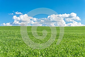 Green grass field, blue sky, white clouds and a tree.