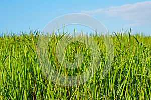 Green grass field and bright blue sky