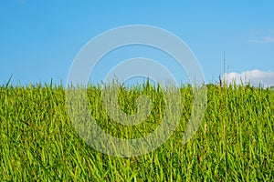 Green grass field and bright blue sky