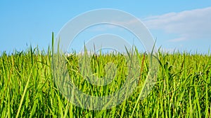 Green grass field and bright blue sky