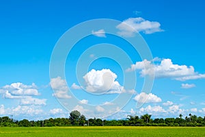 Green grass field and bright blue sky