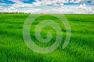 Green grass field and bright blue sky background