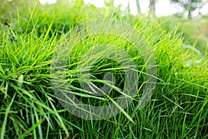 Green grass field, Close up shot, Selective focus, Abstract pattern background