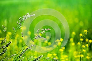 Green grass field close up, yellow mustard flowers blurred bokeh background, spikes on wild meadow soft focus macro