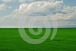 Green grass field with cloudy blue sky