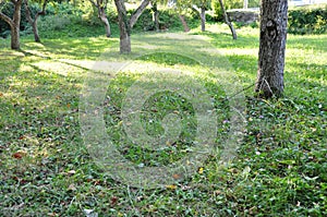 Green grass in field fith trees