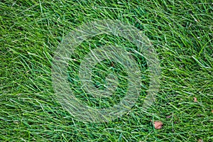 Green grass field, green lawn. Green grass for golf course, soccer, football, sport. Green turf grass texture and