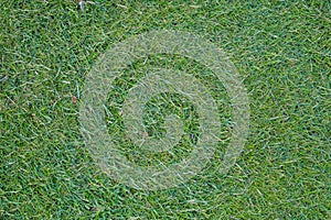 Green grass field, green lawn. Green grass for golf course, soccer, football, sport. Green turf grass texture and