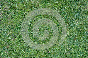 Green grass field, green lawn. Green grass for golf course, soccer, football, sport. Green turf grass texture and