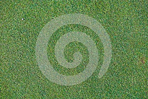 Green grass field, green lawn. Green grass for golf course, soccer, football, sport. Green turf grass texture and