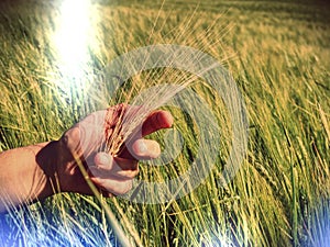 Green grass in field, hand touches the ear of grain