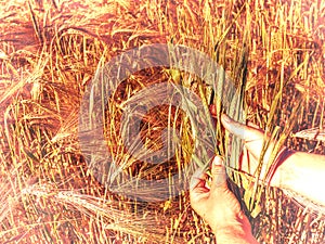 Green grass in field, hand touches the ear of grain