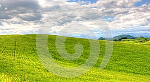 Green grass field landscape under blue sky in spring