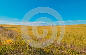 Green grass field landscape under blue sky in spring with clouds in the background