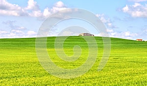 Green grass field landscape under blue sky in spring