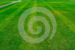 Green grass field with line pattern texture background