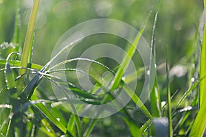 Green grass in the field and meadow