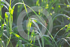 Green grass in the field and meadow